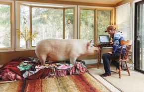 Esther the Wonder Pig